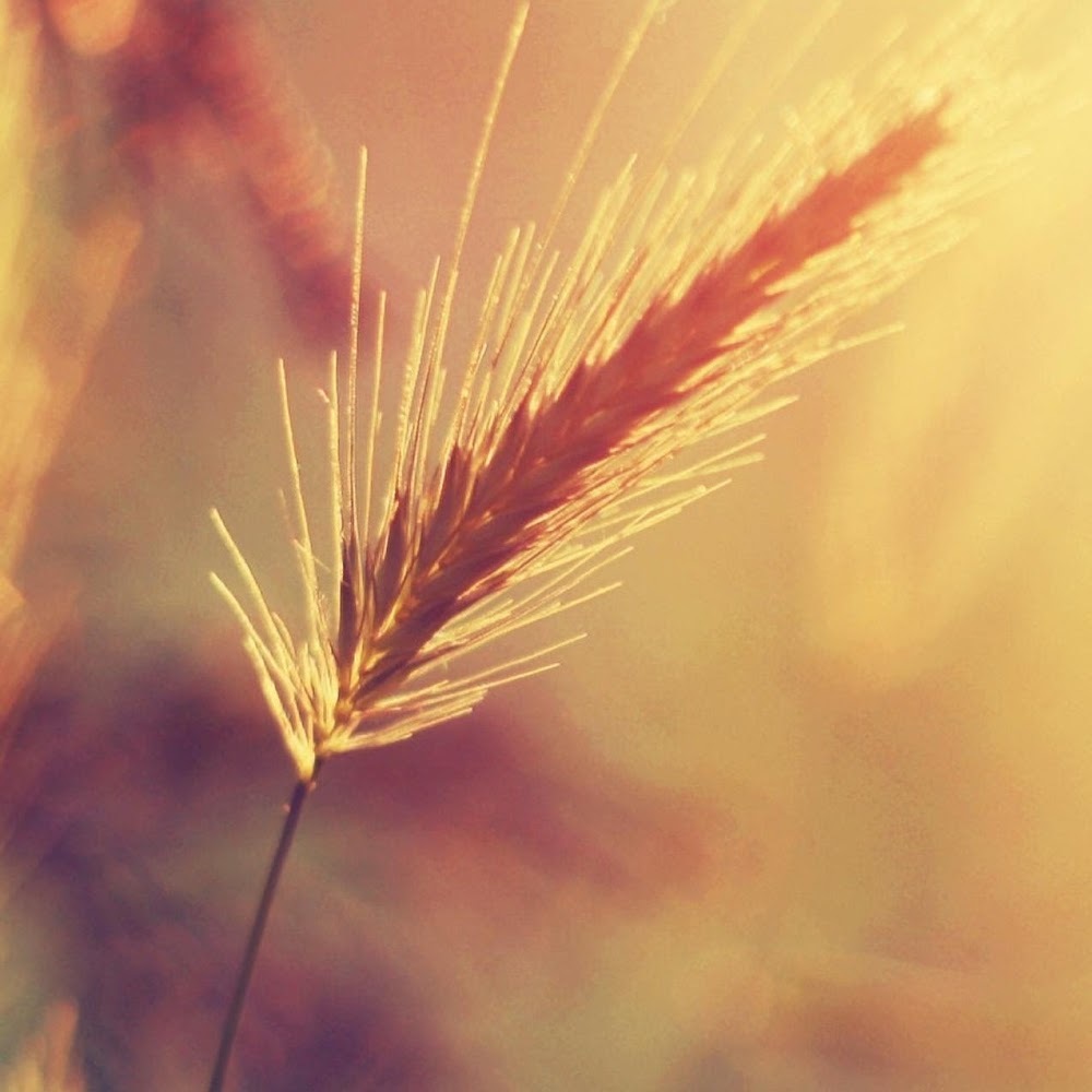 Meet your Posher, Sana